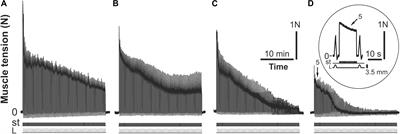 C60 Fullerenes Diminish Muscle Fatigue in Rats Comparable to N-acetylcysteine or β-Alanine